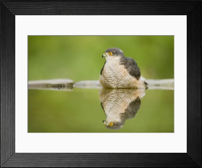 Framed Print : Sparrowhawk - male at forest pool Accipiter nisus Hungary BI19723 Framed Print : Sparrowhawk - male at forest pool Accipiter nisus Hungary BI19723