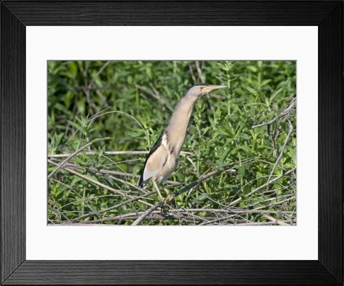 Framed Print : Little Bittern - male perched in bush - Lesvos Framed Print : Little Bittern - male perched in bush - Lesvos