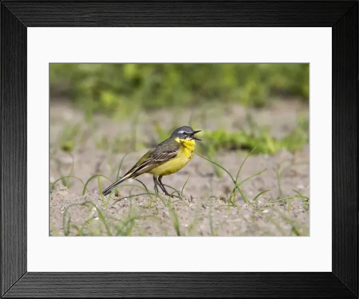 Framed Print : Yellow Wagtail - on the ground - calling Framed Print : Yellow Wagtail - on the ground - calling