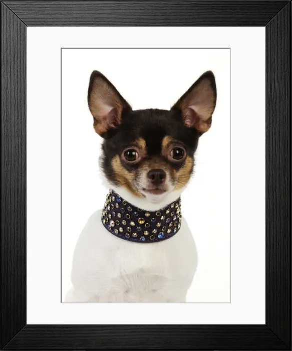 Framed Print : DOG. Chihuahua wearing large studded collar Framed Print : DOG. Chihuahua wearing large studded collar