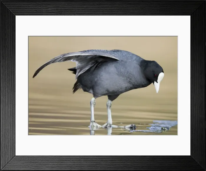 Framed Print : Coot - wing stretching - Cornwall - UK Framed Print : Coot - wing stretching - Cornwall - UK