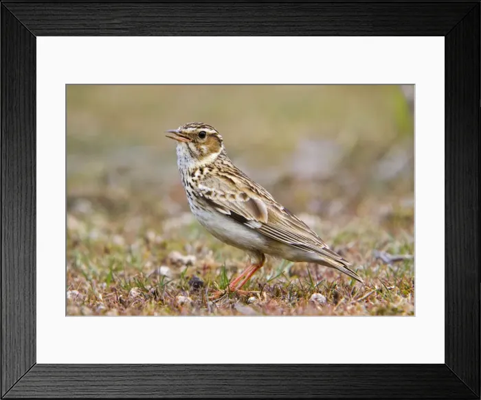 Framed Print : Woodlark - on the ground - Suffolk Framed Print : Woodlark - on the ground - Suffolk