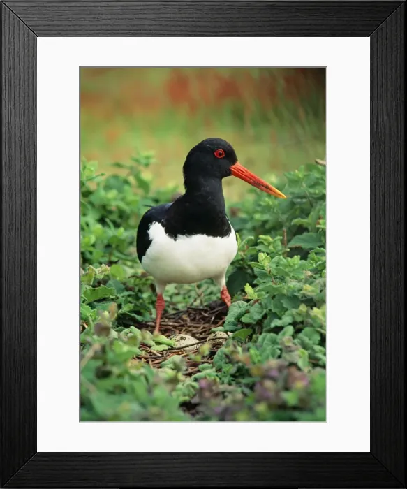 Framed Print : Oystercatcher - UK Framed Print : Oystercatcher - UK