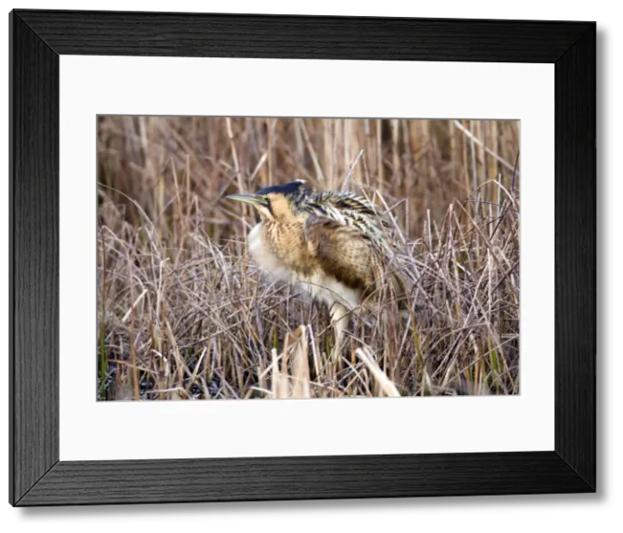 Framed Print : Bittern - Marazion - Cornwall - UK Framed Print : Bittern - Marazion - Cornwall - UK