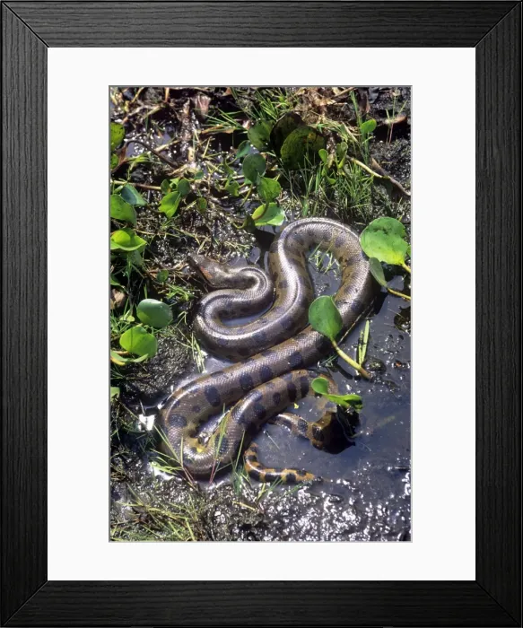 Framed Print : Anaconda - Venezuela - South America Framed Print : Anaconda - Venezuela - South America