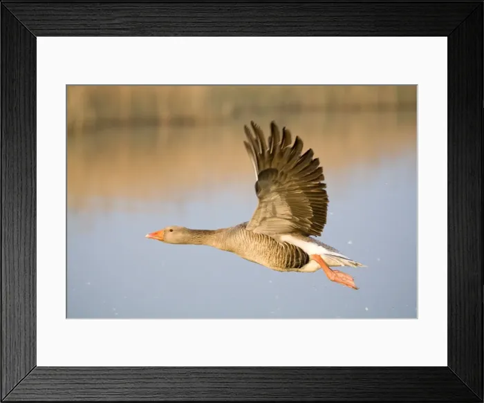 Framed Print : Greylag Goose - in flight - Hickling Broad - Norfolk - England Framed Print : Greylag Goose - in flight - Hickling Broad - Norfolk - England