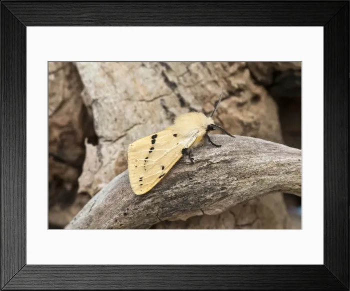Framed Print : Buff Ermine - Lincolnshire - England Framed Print : Buff Ermine - Lincolnshire - England