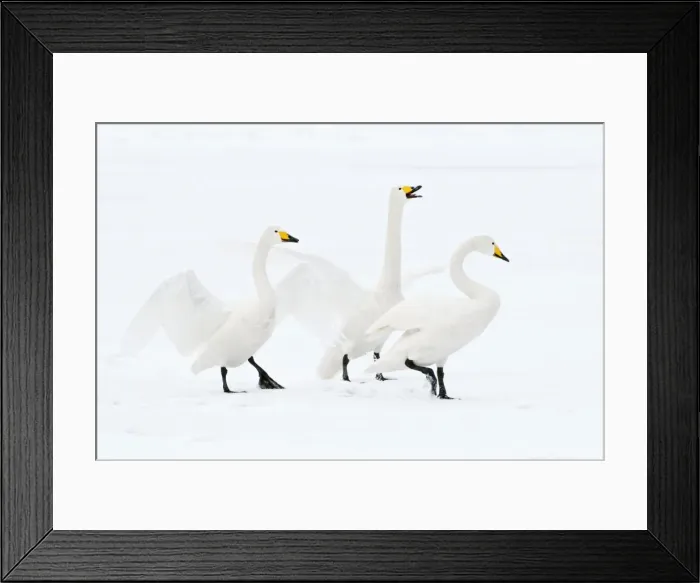 Framed Print : Whooper Swan - three displaying on surface of frozen lake - Lake Kussharo - Hokkaido Island - Japan Framed Print : Whooper Swan - three displaying on surface of frozen lake - Lake Kussharo - Hokkaido Island - Japan