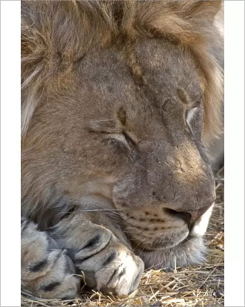 Lion - male sleeping - Mashatu Game Reserve - Botswana