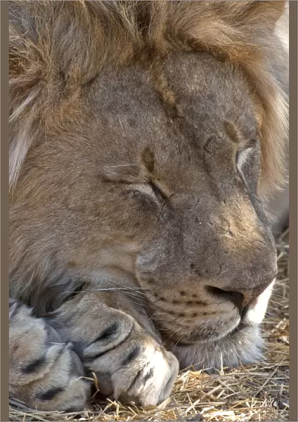 Lion - male sleeping - Mashatu Game Reserve - Botswana