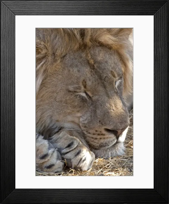 Framed Print : Lion - male sleeping - Mashatu Game Reserve - Botswana Framed Print : Lion - male sleeping - Mashatu Game Reserve - Botswana
