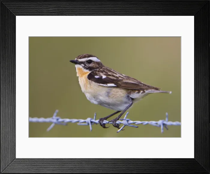 Framed Print : Whinchat - male on barbed wire Framed Print : Whinchat - male on barbed wire