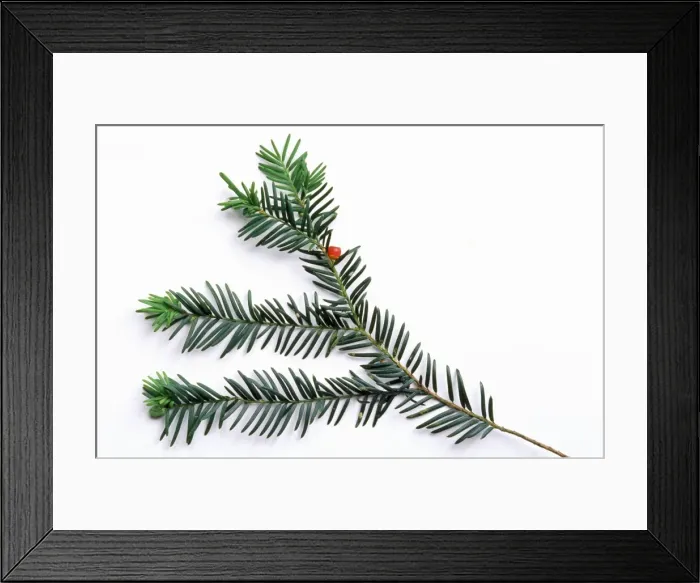 Framed Print : Common Yew Framed Print : Common Yew