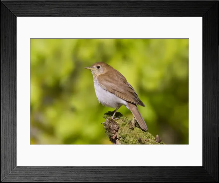Framed Print : Veery - Spring - Connecticut - USA Framed Print : Veery - Spring - Connecticut - USA