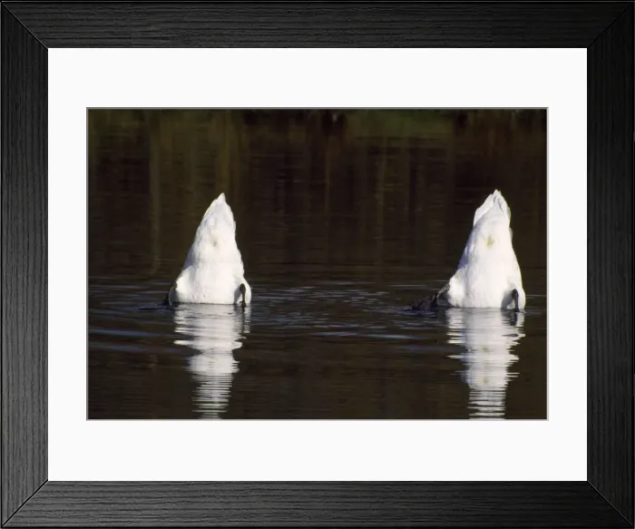 Framed Print : Mute Swans Framed Print : Mute Swans