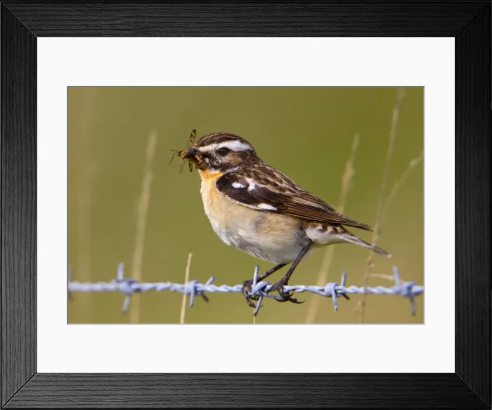 Framed Print : Whinchat - male on barbed wire with insects in mouth Framed Print : Whinchat - male on barbed wire with insects in mouth