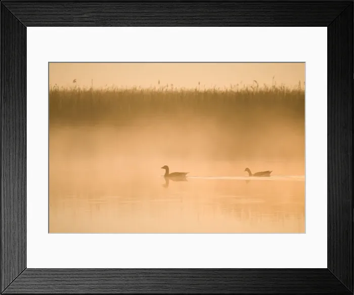 Framed Print : Greylag Geese - in misty dawn - Hickling Broad - Norfolk - England Framed Print : Greylag Geese - in misty dawn - Hickling Broad - Norfolk - England