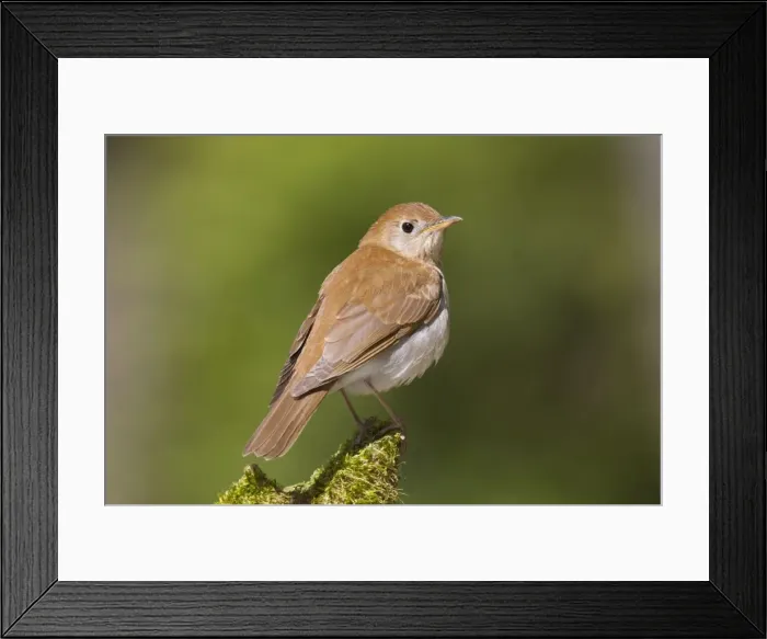 Framed Print : Veery - Spring - Connecticut - USA Framed Print : Veery - Spring - Connecticut - USA