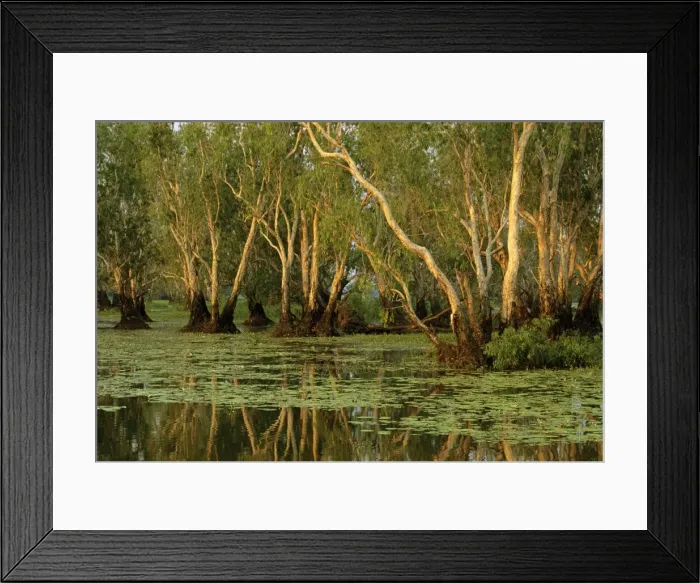 Framed Print : Paperbark swamp at Yellow Water - Kakadu National Park (World Heritage Area) - Northern Territory - Australia JPF51467 Framed Print : Paperbark swamp at Yellow Water - Kakadu National Park (World Heritage Area) - Northern Territory - Australia JPF51467