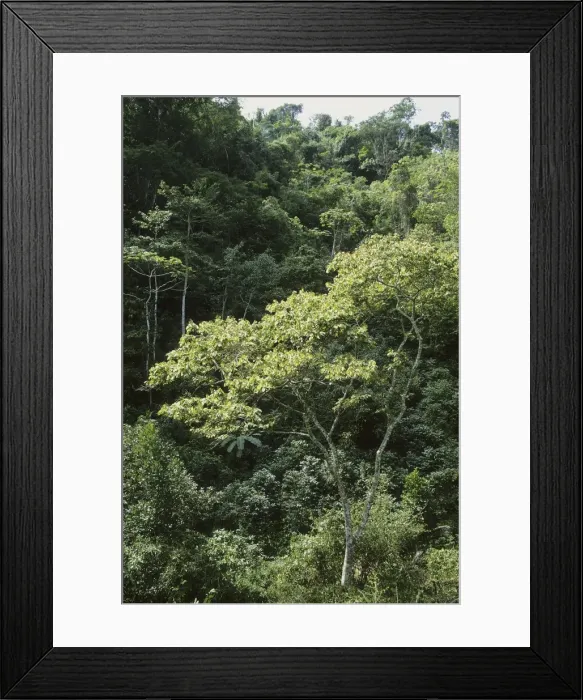 Framed Print : Shade grown coffee plantation in the mountains near Singayta, Mexico Framed Print : Shade grown coffee plantation in the mountains near Singayta, Mexico