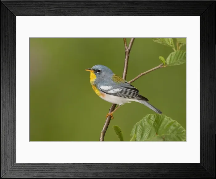 Framed Print : Northern Parula - adult male on breeding territory - May - Connecticut - USA Framed Print : Northern Parula - adult male on breeding territory - May - Connecticut - USA