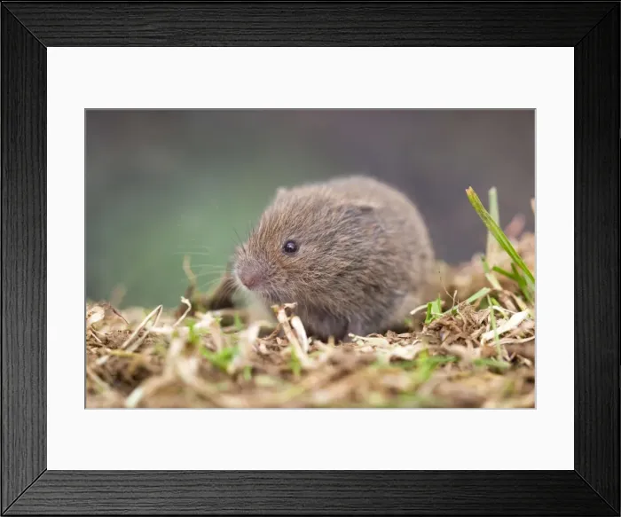 Framed Print : Field Vole - Cornwall - UK Framed Print : Field Vole - Cornwall - UK