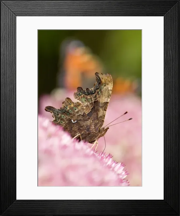 Framed Print : Comma Butterfly on Sedum - Norfolk - UK Framed Print : Comma Butterfly on Sedum - Norfolk - UK