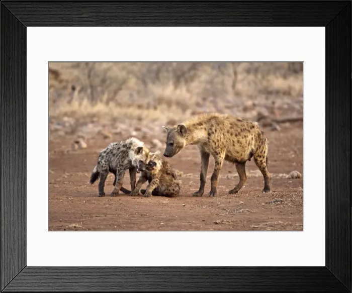 Framed Print : Spotted Hyena - mother with two pups - Kruger National Park - South Africa Framed Print : Spotted Hyena - mother with two pups - Kruger National Park - South Africa
