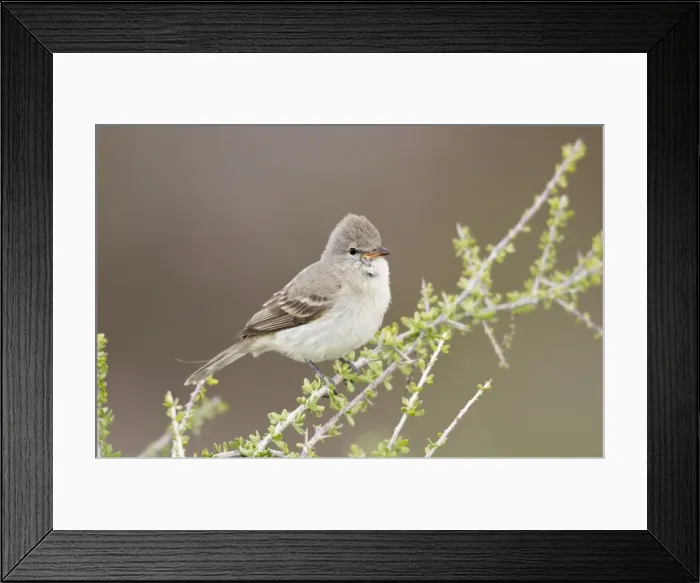 Framed Print : Northern Beardless Tyrannulet - April - Arizona - USA Framed Print : Northern Beardless Tyrannulet - April - Arizona - USA