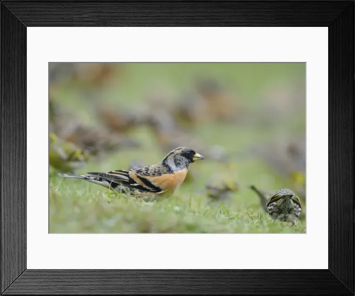 Framed Print : Brambling - on ground Framed Print : Brambling - on ground