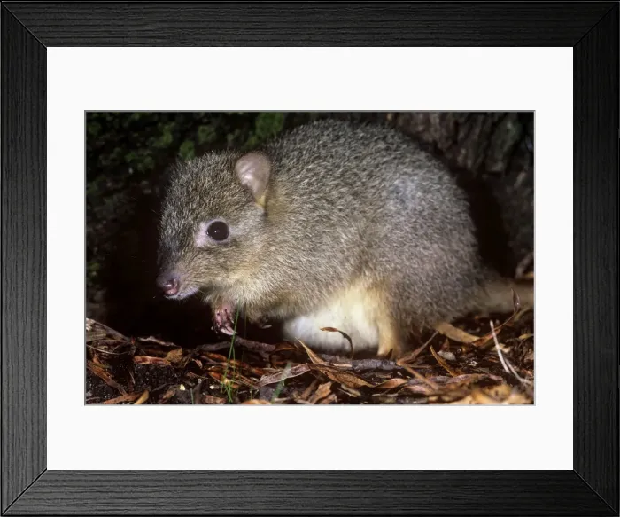 Framed Print : Northern Bettong - Australia