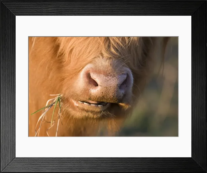 Framed Print : Highland Cattle - chewing on grass - Norfolk grazing marsh - UK Framed Print : Highland Cattle - chewing on grass - Norfolk grazing marsh - UK