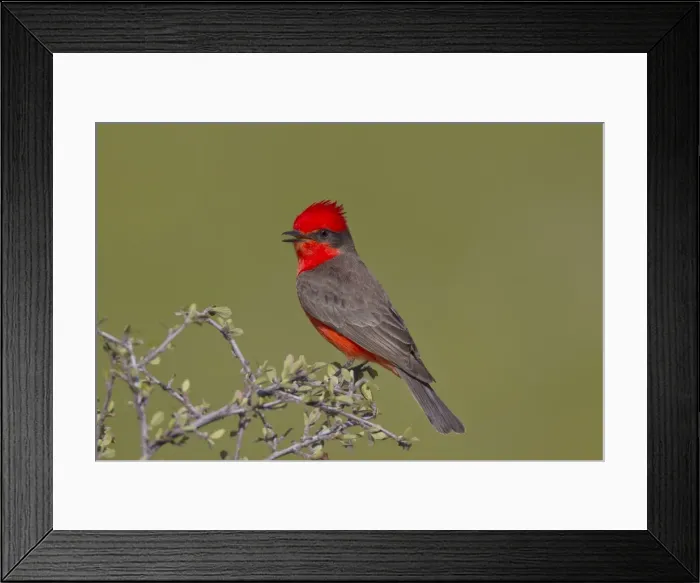 Framed Print : Vermilion Flycatcher - adult male - singing - March - Southeast Arizona - USA Framed Print : Vermilion Flycatcher - adult male - singing - March - Southeast Arizona - USA