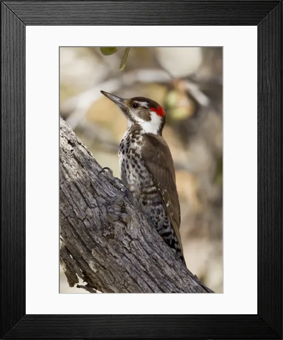 Framed Print : Arizona Woodpecker - (formerly known as Strictland's Woodpecker) - March in southeastern Arizona - USA Framed Print : Arizona Woodpecker - (formerly known as Strictland's Woodpecker) - March in southeastern Arizona - USA