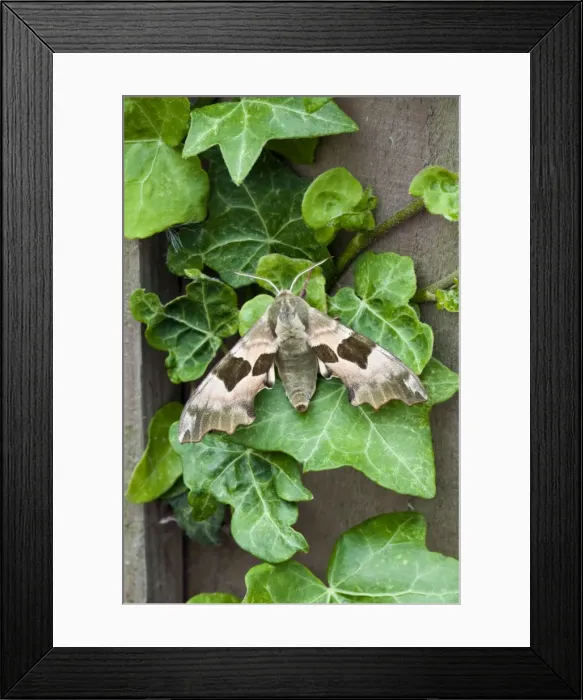 Framed Print : Lime Hawkmoth - on ivy leaves - Lincolnshire - England Framed Print : Lime Hawkmoth - on ivy leaves - Lincolnshire - England