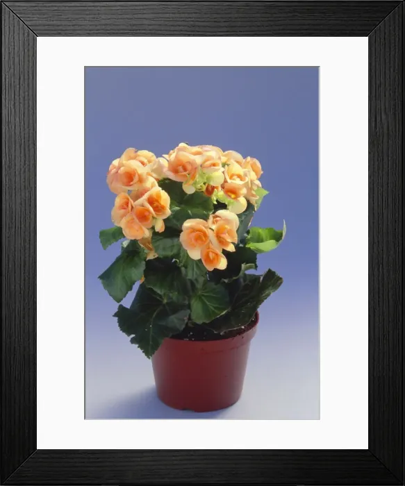 Framed Print : Begonia DAD 553 In a pot © David Dixon / ARDEA LONDON Framed Print : Begonia DAD 553 In a pot © David Dixon / ARDEA LONDON