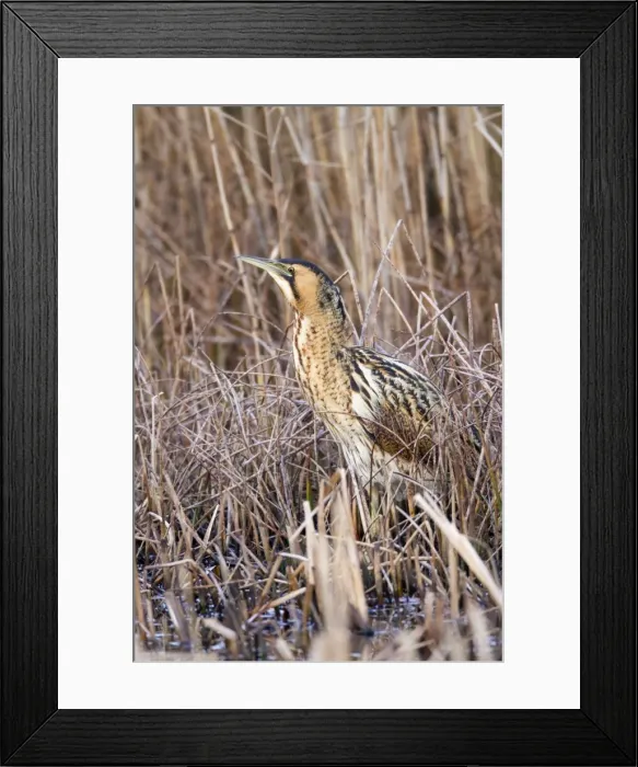 Framed Print : Bittern - Marazion - Cornwall - UK Framed Print : Bittern - Marazion - Cornwall - UK