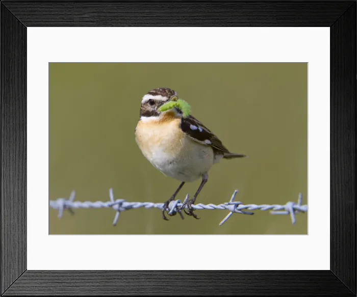 Framed Print : Whinchat - male on barbed wire with caterpillar in mouth Framed Print : Whinchat - male on barbed wire with caterpillar in mouth