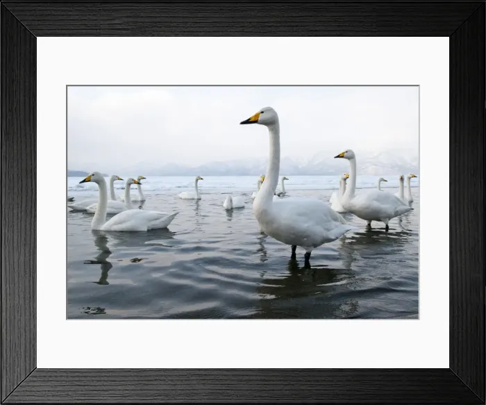 Framed Print : Whooper Swan - group in shallow water - at lakes edge - Lake Kussharo - Hokkaido Island - Japan Framed Print : Whooper Swan - group in shallow water - at lakes edge - Lake Kussharo - Hokkaido Island - Japan