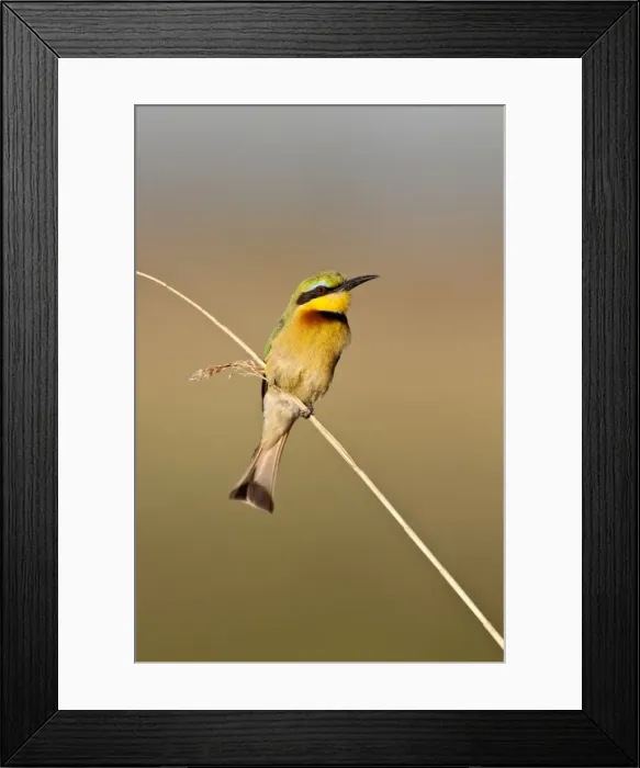 Framed Print : Little Bee-Eater - perched on thin reed - Okavango River - Botswana Framed Print : Little Bee-Eater - perched on thin reed - Okavango River - Botswana