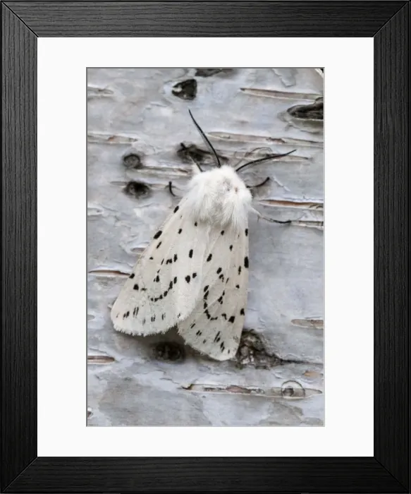 Framed Print : White Ermine - on birch bark - Lincolnshire - England Framed Print : White Ermine - on birch bark - Lincolnshire - England