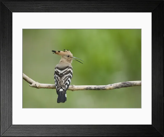 Framed Print : Hoopoe - calling Upupa epops Hungary BI19862