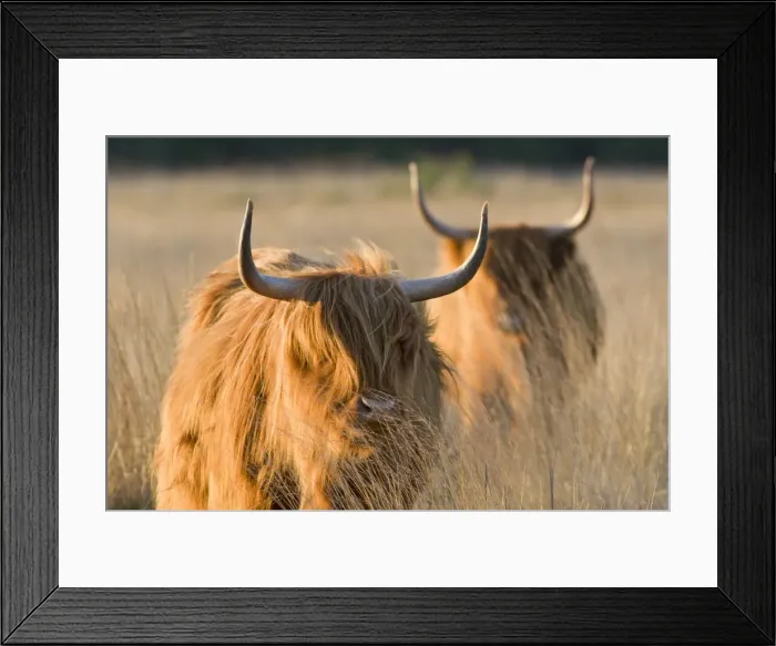 Framed Print : Highland Cattle - Norfolk grazing marsh - UK Framed Print : Highland Cattle - Norfolk grazing marsh - UK