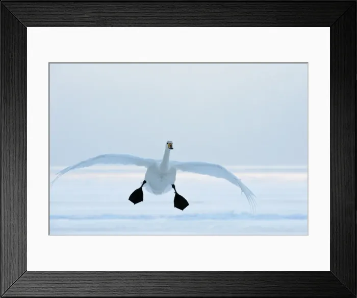 Framed Print : Whooper Swan - in flight with feet down - Lake Kussharo - Hokkaido Island - Japan Framed Print : Whooper Swan - in flight with feet down - Lake Kussharo - Hokkaido Island - Japan
