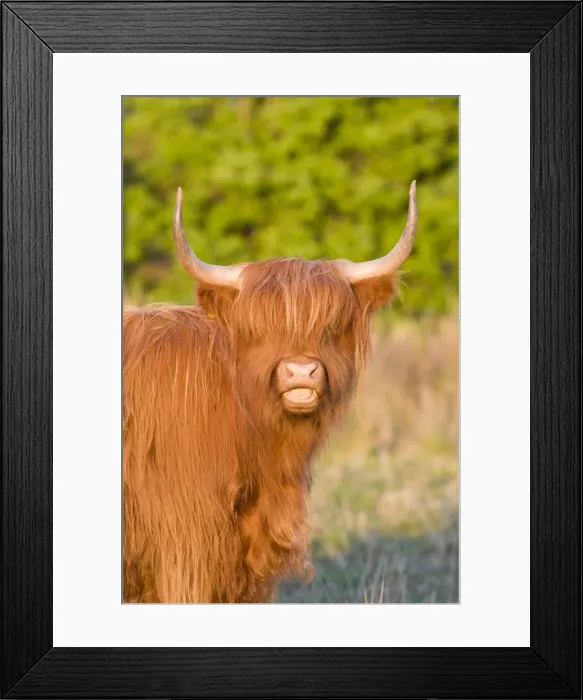 Framed Print : Highland Cattle - Norfolk grazing marsh - UK Framed Print : Highland Cattle - Norfolk grazing marsh - UK