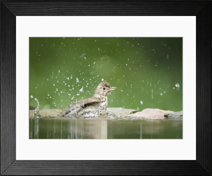Framed Print : Song Thrush - bathing in forest pool Turdus philomelos Hungary BI19755 Framed Print : Song Thrush - bathing in forest pool Turdus philomelos Hungary BI19755