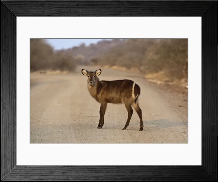 Framed Print : Waterbuck - young male standing in road - Kruger National Park - South Africa Framed Print : Waterbuck - young male standing in road - Kruger National Park - South Africa