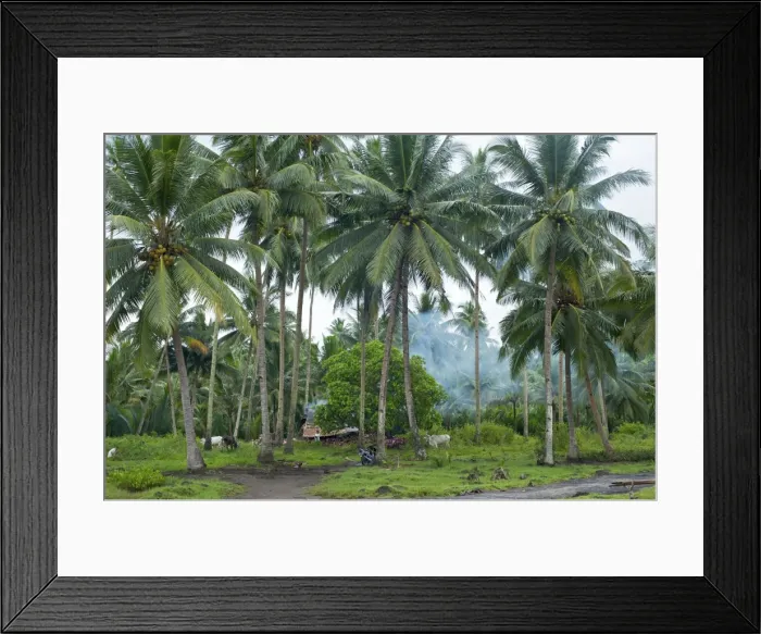 Framed Print : Coconut plantation - N. Sulawesi - Manado - Indonesia Framed Print : Coconut plantation - N. Sulawesi - Manado - Indonesia
