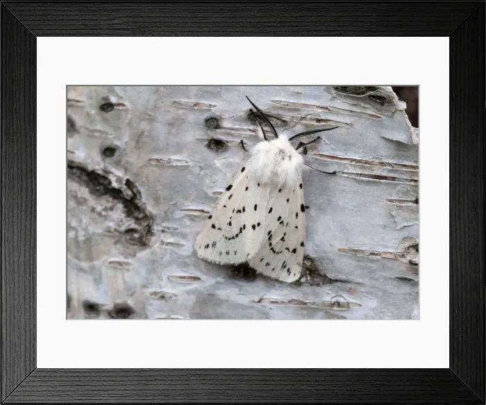 Framed Print : White Ermine - on birch bark - Lincolnshire - England Framed Print : White Ermine - on birch bark - Lincolnshire - England
