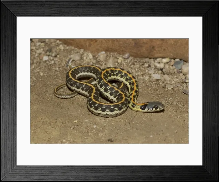 Framed Print : Black-necked Garter Snake - Southeastern Arizona - USA Framed Print : Black-necked Garter Snake - Southeastern Arizona - USA